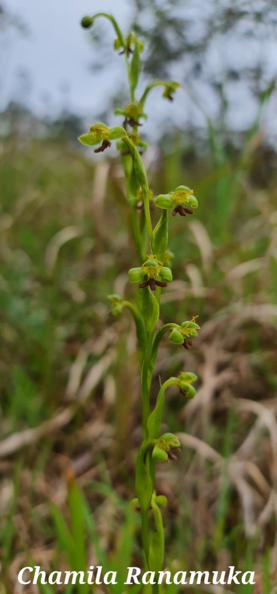 Habenaria acuminata (Thwaites) Trimen